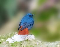 βˮ