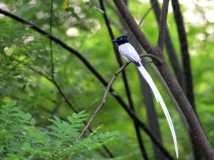 Ҳٴ