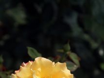 ¼2