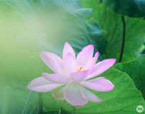 ����ˮܽ�ء�