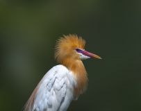 ȴ
