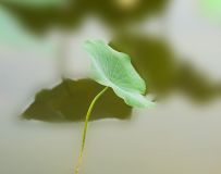 Ӱ