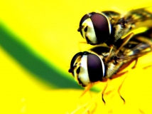 ҵ
