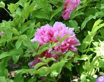 ĵ������