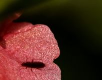 ͩءž黨  