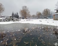 Ȼ