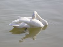 ؼ2