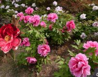 ������ĵ����