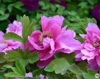 ĵ������