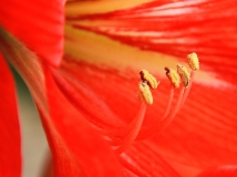 -ֵ