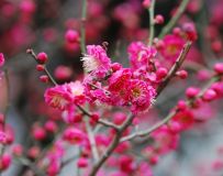 ӽ÷21