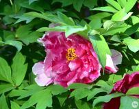 ĵ������