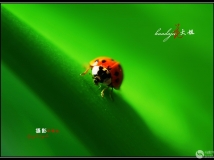 ҼҴϵĻ