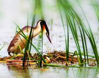 ͷ䴙䴘----鳲