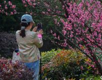 ӭ��÷����