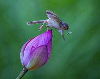 Ӽ