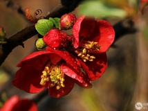 Ļ塵