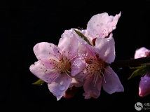 һʢ