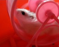 С ͼΪԾů