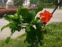 ѧУʯ񻨣ģ