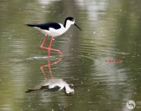 Ӱҵڳ᳤ 3