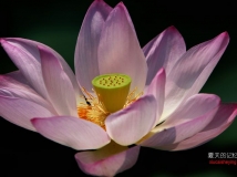 ļ