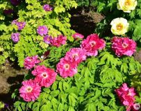 ĵ������