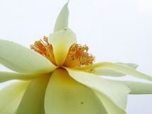 ţʮ