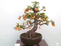 辰