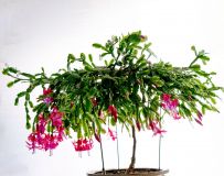 蟹爪花开