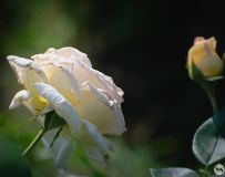 �� �� �� ��