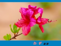 1255ͩزӳɽ졾һ