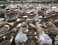 ������ֲϲ����գ�2��