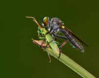 ~~~��ʳ����ä��~~~