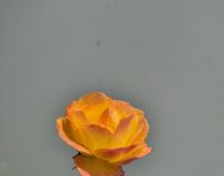 ʢ¼8