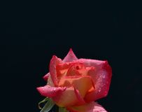 ʢ¼16