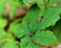 小精灵 食蚜蝇