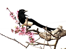 ϲȵ֦