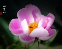 䰮