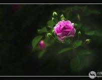 Ǿޱ