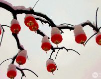 ѩ֮