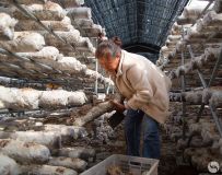 ������ֲϲ����գ�3��