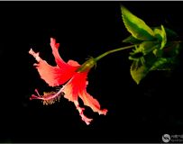 Ȼ(ֻӰ)
