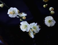 梅香疏影