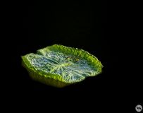 ķ