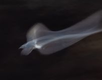 ƮݡŸ