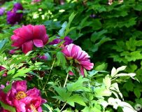 ĵ������