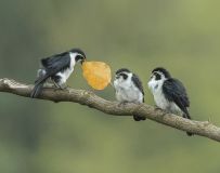 󰮡С