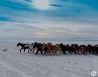 ѩر