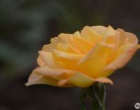 (¼) 8